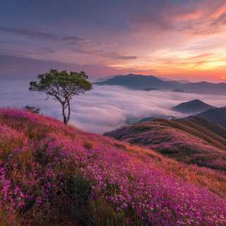 High Mountains And Dense Pink Grasses