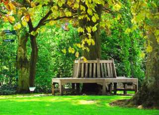 Forest Seat