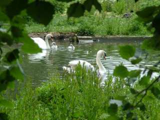 Four Swans a Swimming